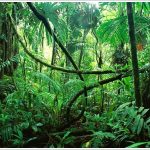 【実話】映画KingoftheJungleのジョンマカフィーについて!キャストあらすじも