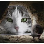 実写版トムとジェリーのキャストあらすじは?日本公開日はいつ?